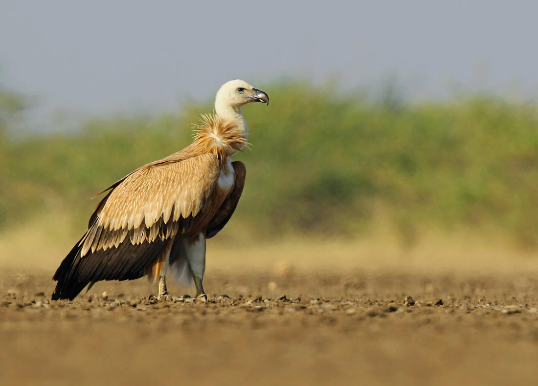 Common griffon, bird